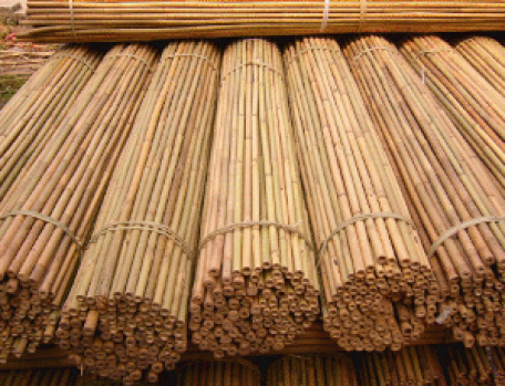 bambu
